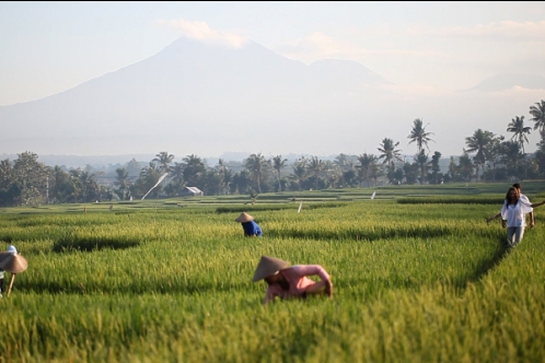 /Media/images/Product_Images/destinations/segway/rice fields.jpg